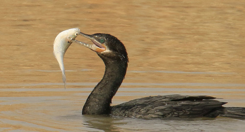 Neotropic Cormorant