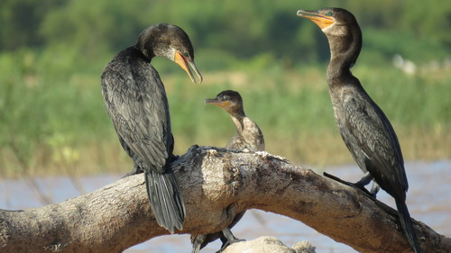 Neotropic Cormorant