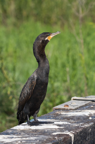 Neotropic Cormorant