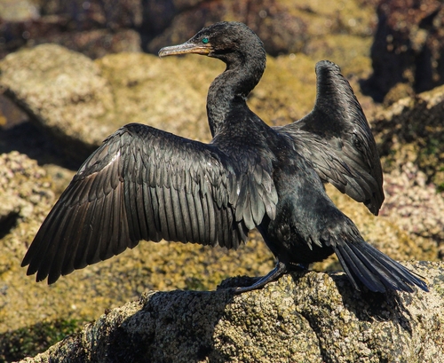 Neotropic Cormorant