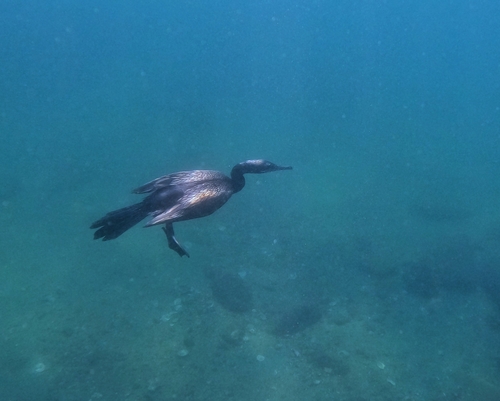 Neotropic Cormorant