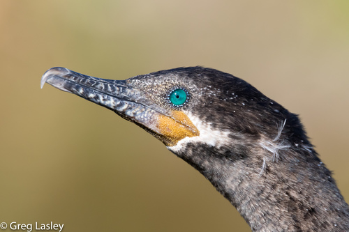 Neotropic Cormorant