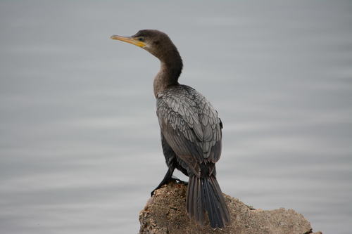 Neotropic Cormorant