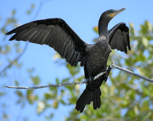 Neotropic Cormorant