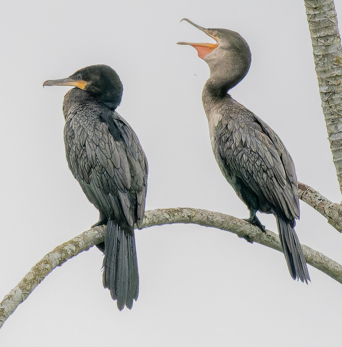 Neotropic Cormorant