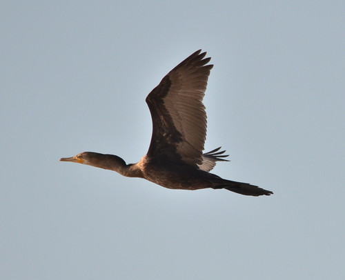 Neotropic Cormorant