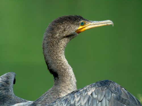 Neotropic Cormorant