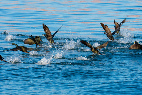 European Shag