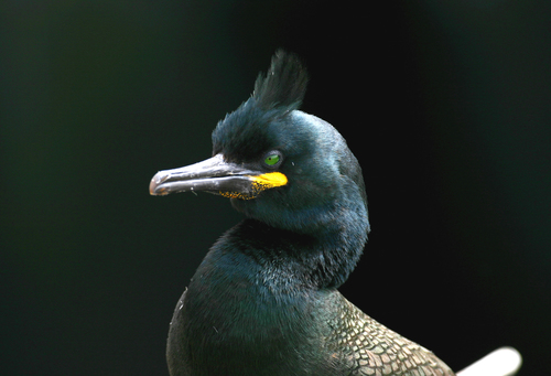 European Shag