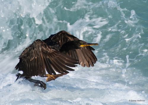 European Shag
