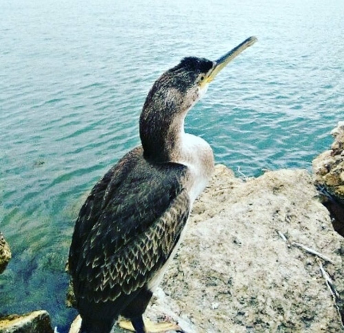 European Shag