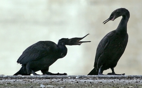 Pelagic Cormorant