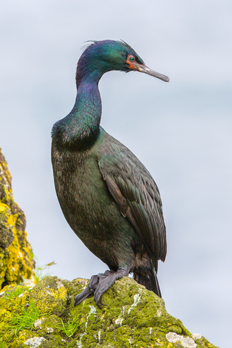 Pelagic Cormorant