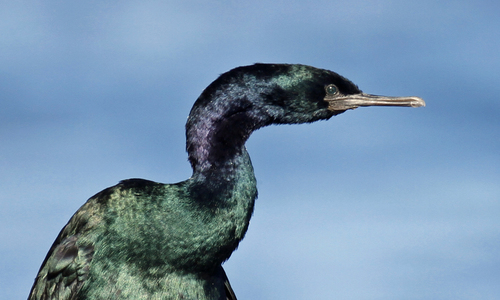 Pelagic Cormorant