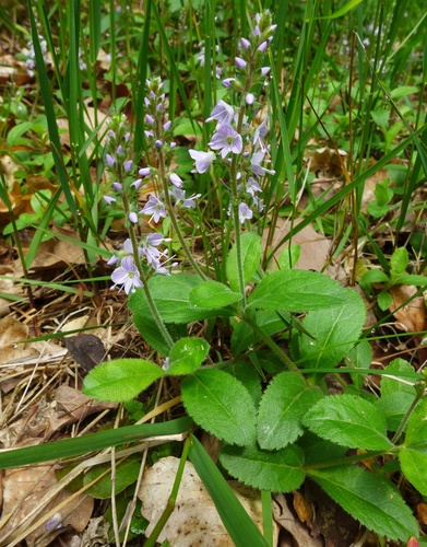 heath speedwell