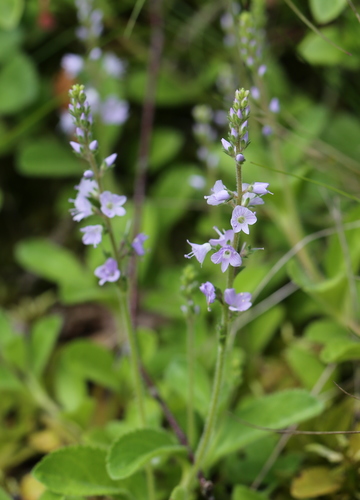 heath speedwell