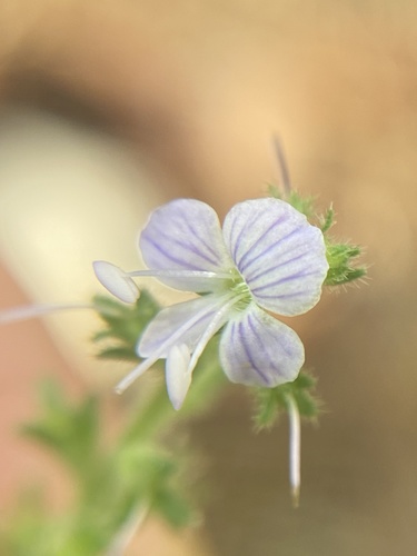 heath speedwell