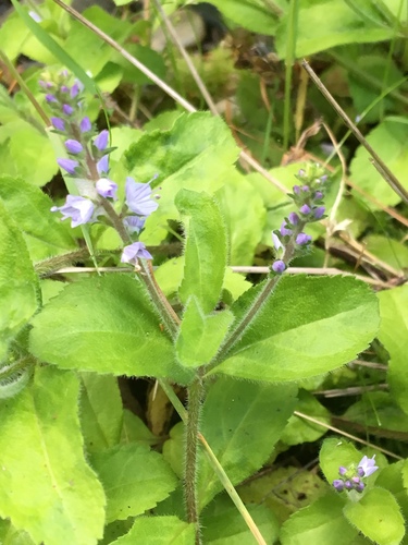 heath speedwell