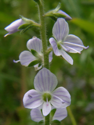 heath speedwell