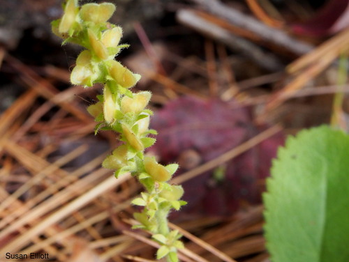 heath speedwell