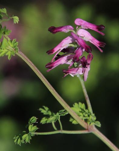 common ramping-fumitory