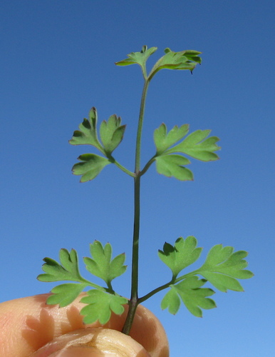 common ramping-fumitory