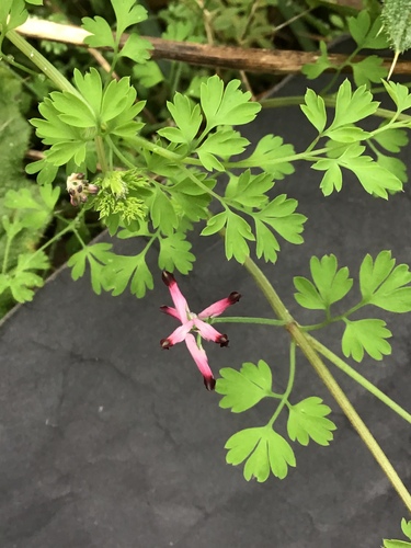common ramping-fumitory