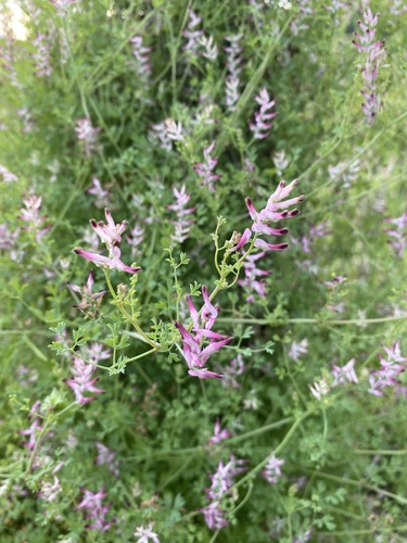 common ramping-fumitory