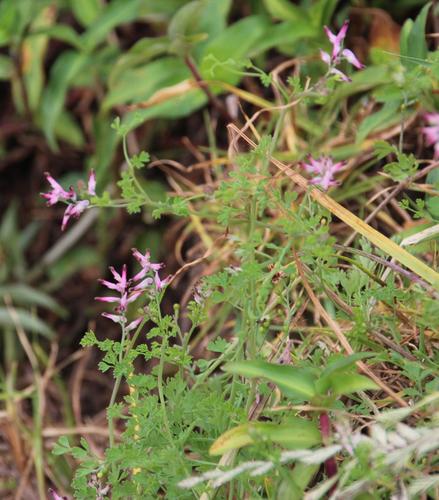 common ramping-fumitory