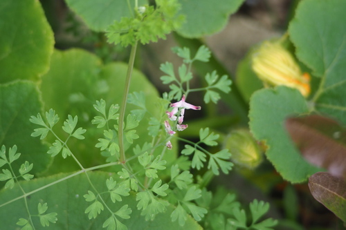 common ramping-fumitory