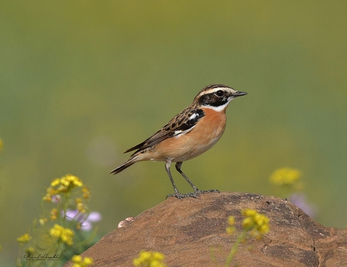 Whinchat