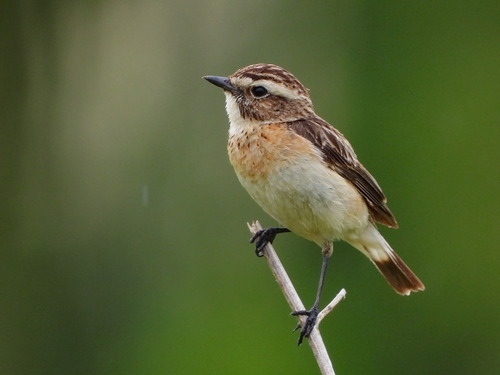 Whinchat