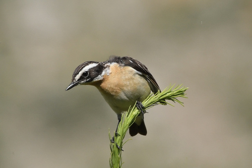 Whinchat