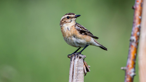 Whinchat