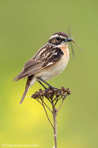 Whinchat