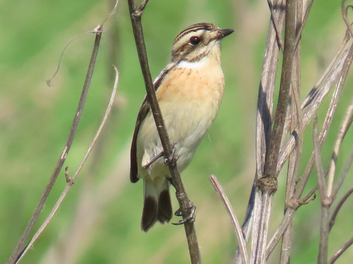 Whinchat