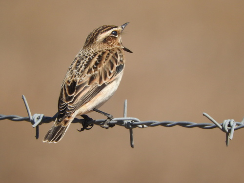 Whinchat