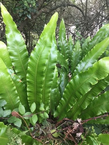 Hart's-tongue fern