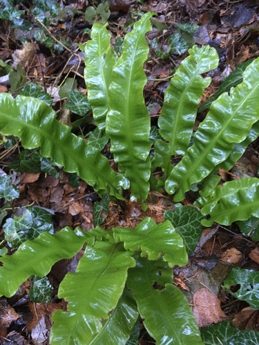 Hart's-tongue fern