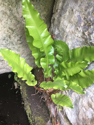 Hart's-tongue fern