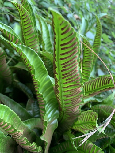 Hart's-tongue fern