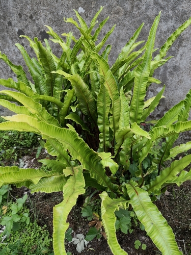 Hart's-tongue fern