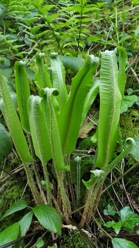 Hart's-tongue fern