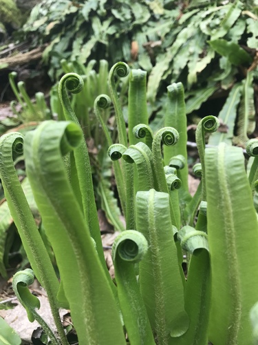 Hart's-tongue fern