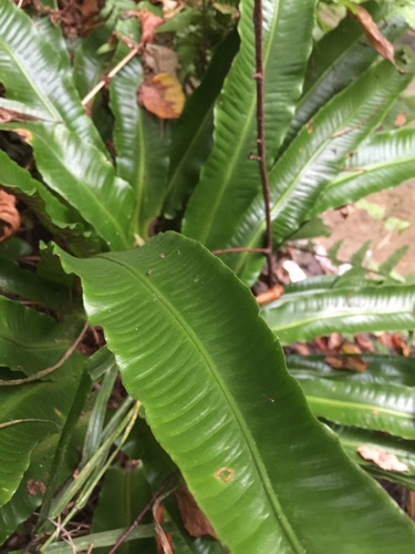 Hart's-tongue fern