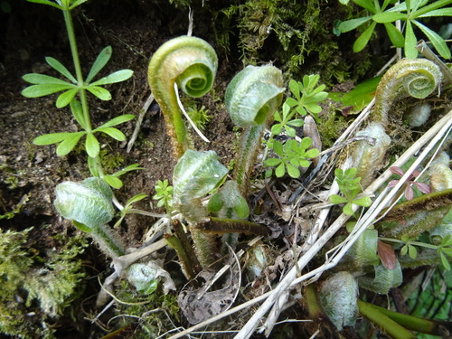 Hart's-tongue fern