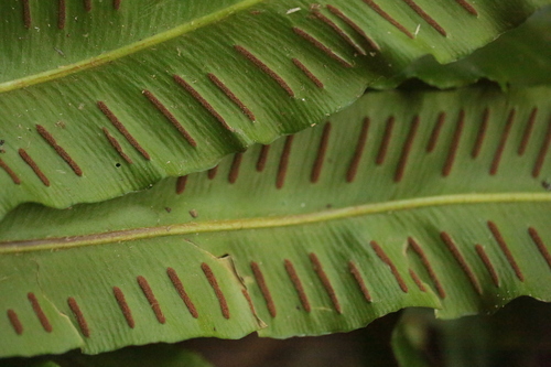 Hart's-tongue fern