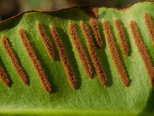 Hart's-tongue fern