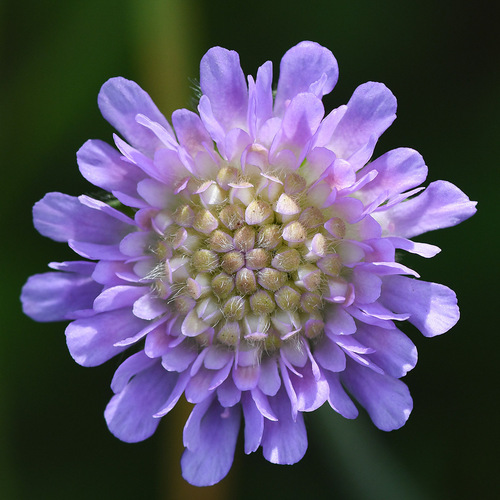 Field Scabious