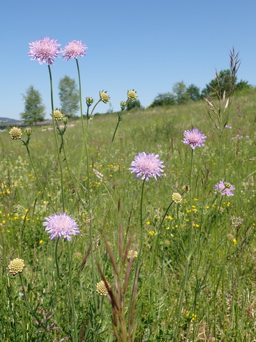 Field Scabious